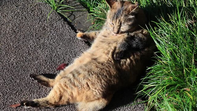 のんびり過ごしている可愛いキジトラの野良