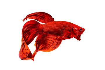 Fototapeta premium Colorful Fighting fish isolated on transparent background.
