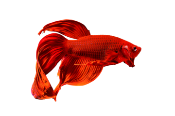 Colorful Fighting fish isolated on transparent background.