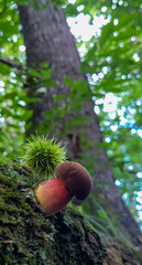 Bodegon seta y castaña