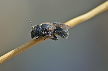 macro of a bee