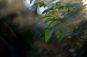 grass in the morning