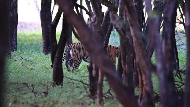 Tiger guarding the dense rainforest of Ranthambore National Park, Rajasthan