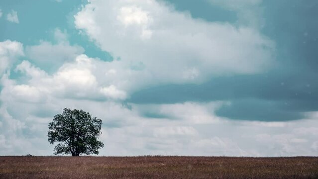 One lonely tree on a field with moving clouds in the sky
