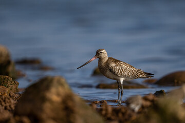 Bar-tailed godwit, Limosa lapponica, Morocco