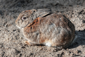 Gray rabbit standing on the ground . Cute mammal animal 
