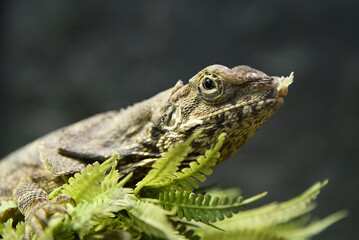 Eidechsen, Leguan