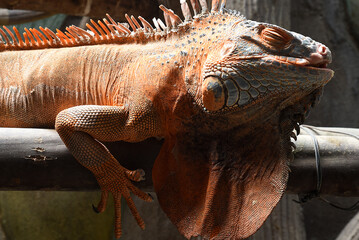 Eidechsen, Leguan