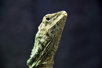 Eidechsen, Leguan