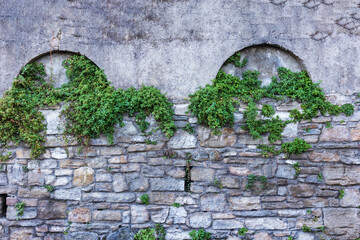 A gray cobble stone wall with green bushes hanging on top of it
