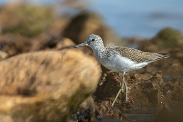 Common greenshank, Tringa nebularia, Morocco