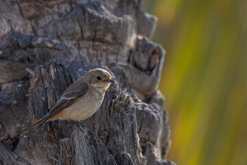 Red-breasted flycatcher, Ficedula parva, Agadir, Morocco.