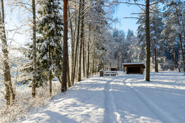 Beautiful winter cold landscape in blue tones, frost on scenic tall grass copse, winter frosty day...