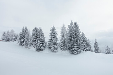 Fototapeta premium Weihnachtsbäume in einer verschneiten Winterlandschaft in Tirol