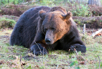Obraz na płótnie Canvas View of brown bear