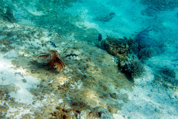 View of  red lionfish in the sea