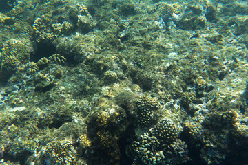 Fototapeta na wymiar View of the coral reef of red sea