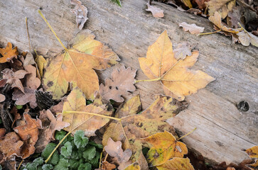 Frozen maple leaves on the forest ground during winter, top view from above