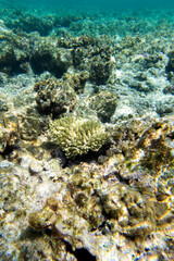 Naklejka na ściany i meble View of the coral reef