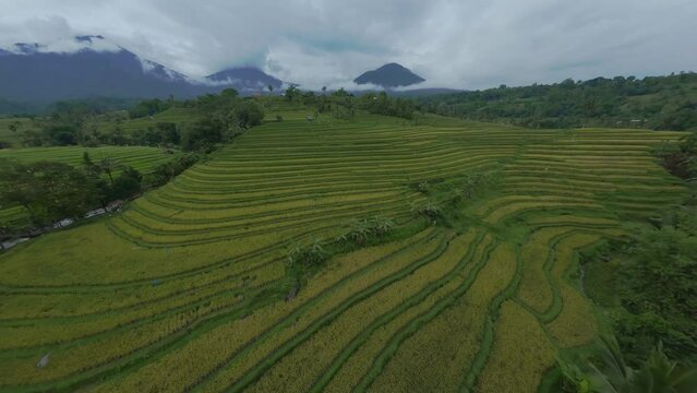 Asian rice field green harvest row tropical village city landscape mountain fog sky aerial view. FPV sports drone shot natural exotic valley palm tree grass crop countryside agriculture plantation 4k