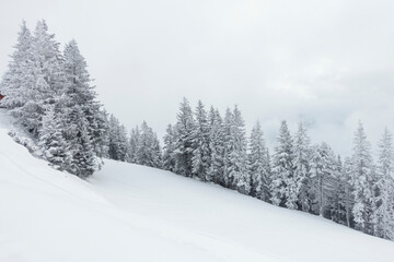 Weihnachtsbäume in einer verschneiten Winterlandschaft in Tirol