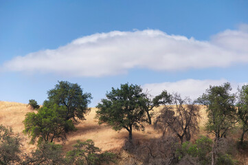 nature landscape sunny california