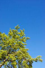 Trees in a park