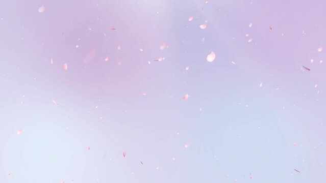 Background video with cherry blossom petals dancing on a purple background