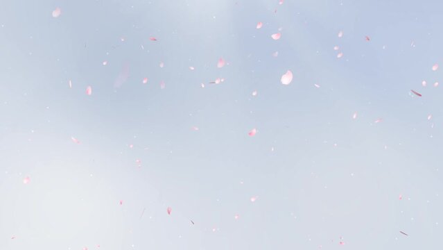 Background video of cherry blossom petals dancing on a light blue background