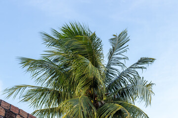 Fototapeta na wymiar Big coconut tree with blue sky