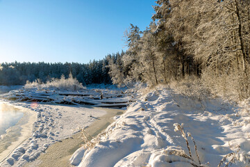 Obraz premium Beautiful winter cold landscape in blue tones, frost on scenic tall grass copse, winter frosty day with frost trees