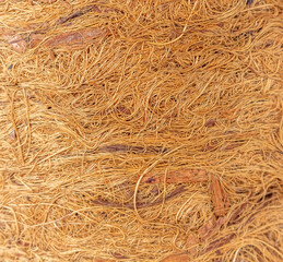Dry and golden palm texture