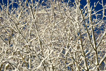 tree covered elegant early winter silver dress, lace effect, frosted trees against blue sky