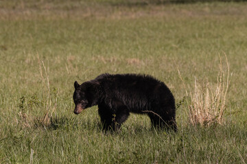 Single Female Black Bear In Grassy Field