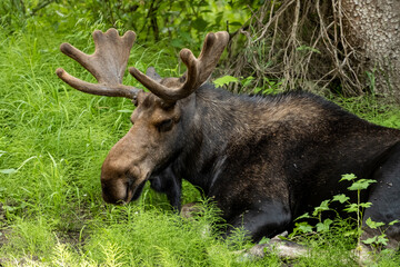 Naklejka na ściany i meble Sleeping Moose Lays In Tall Grass