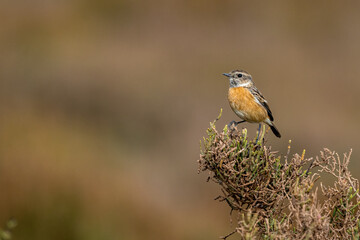 European stonechat, Saxicola rubicola, Morocco.