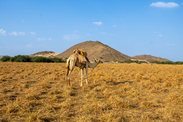camels 