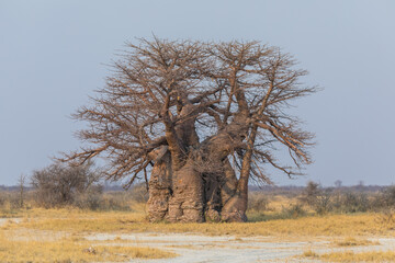 Baobab
