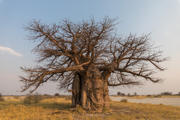 Baobab