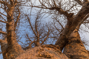 Baobab
