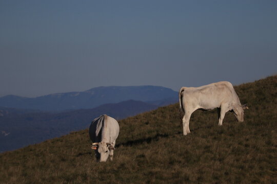 Cows grazing in the heart of Tuscany 