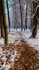 Winter in the city park. Perfect sunny day in the winter season