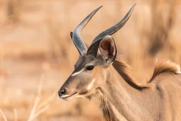Peel and stick wall murals Antelope Kudu