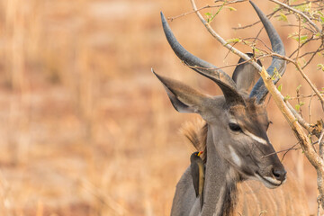 Kudu
