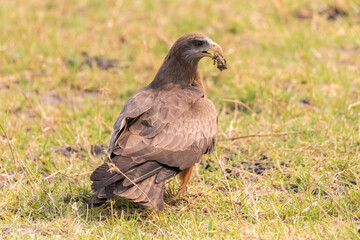 Adler