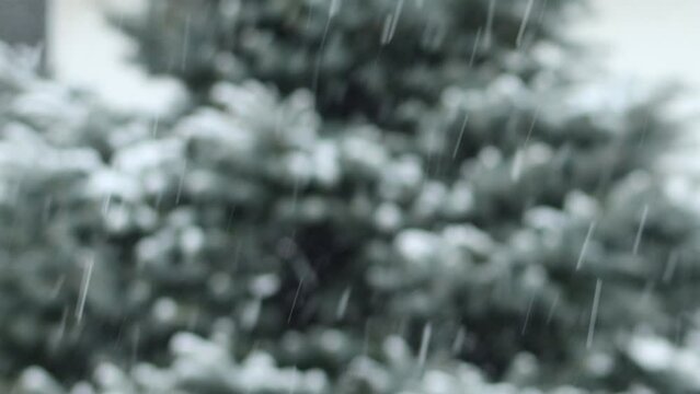snow mixed with freezing rain during winter time with pine tree background.  Wintry mix rain.