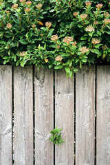 Natural wooden background with green leaves. Rustic texture. Antique rustic wooden fence with cascading greenery