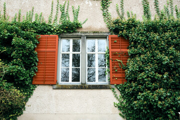 Wall overgrown with greenery with a beautiful window. Picturesque wall of an old house. Grapevine around the window on the facade of the house covered wild grapes