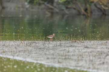 Spotted redshank (Tringa erythropus) at Wetland of West Bengal, India