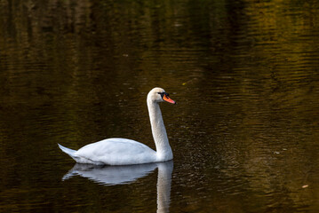 a large swan floating on the surface of the river